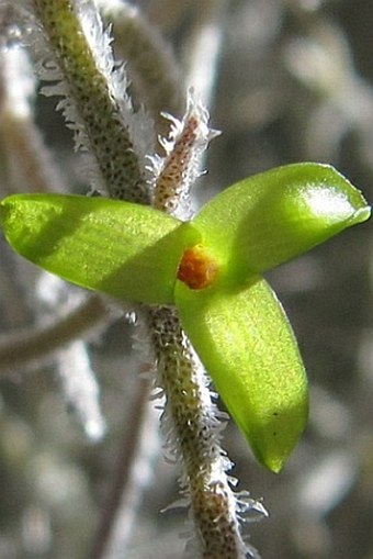 Tillandsia usneoides