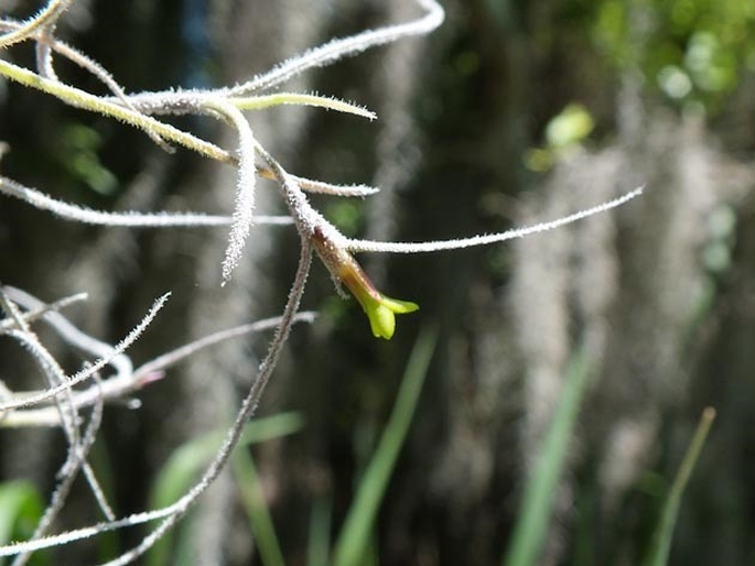 Tillandsia usneoides