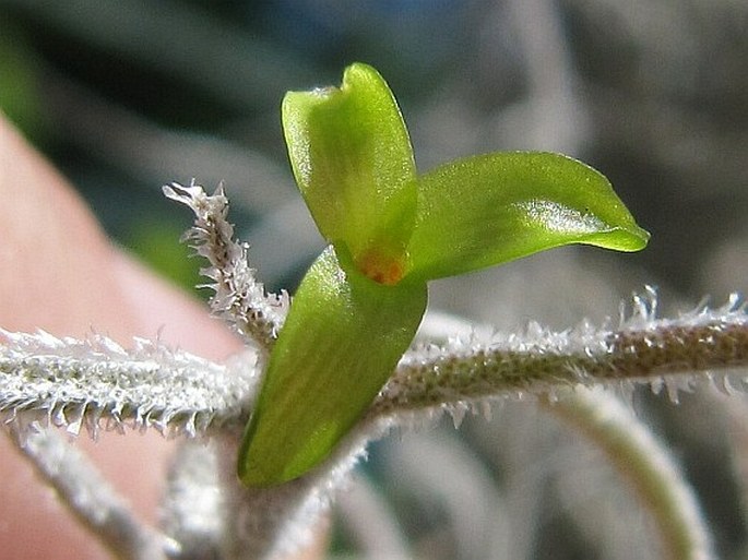 Tillandsia usneoides