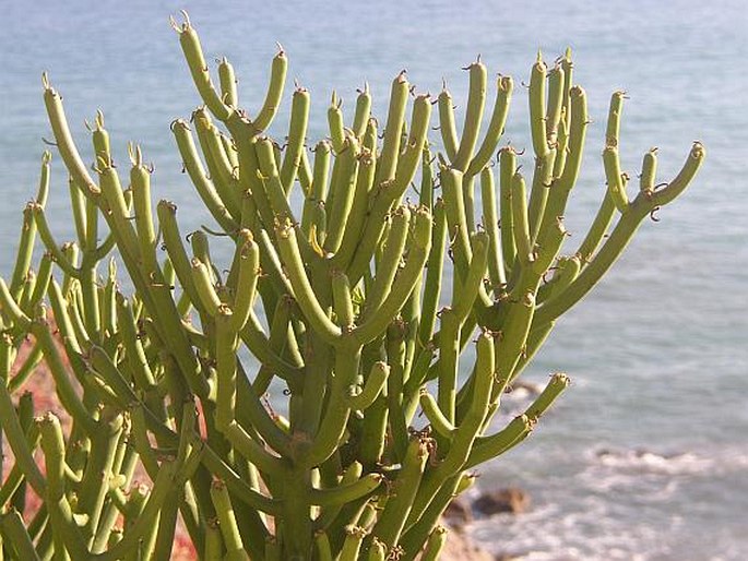 EUPHORBIA TIRUCALLI L. – pryšec kostival / mliečnik