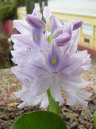 Eichhornia crassipes