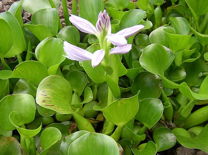 Eichhornia crassipes