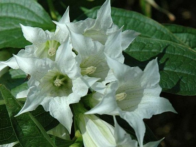 Gentiana asclepiadea