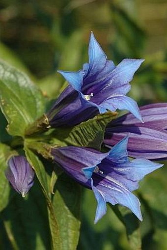 Gentiana asclepiadea