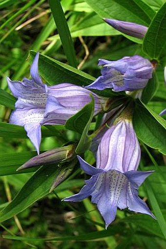 Gentiana asclepiadea