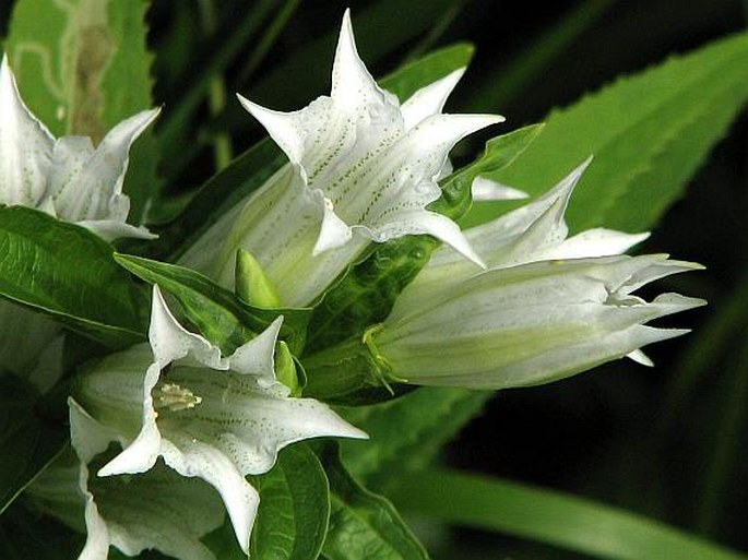 Gentiana asclepiadea