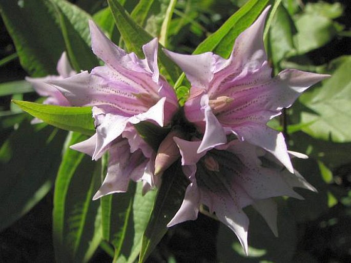 Gentiana asclepiadea