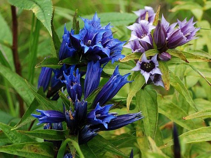 Gentiana asclepiadea