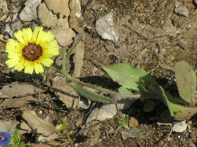 Tolpis barbata