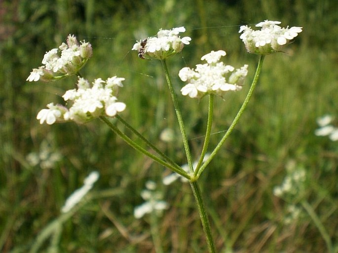 Torilis arvensis