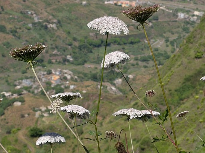 TORNABENEA BISCHOFFII J. A. Schmidt