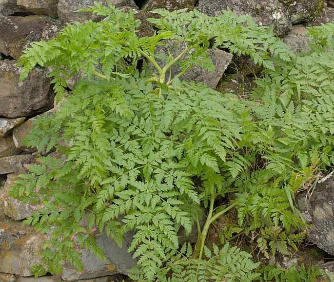 Tornabenea bischoffii