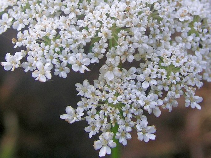 Tornabenea humilis