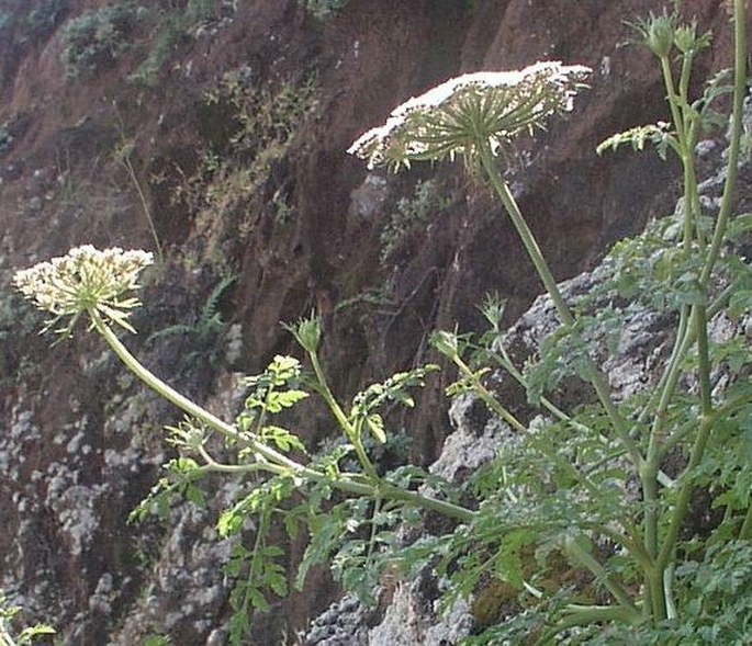 Tornabenea humilis