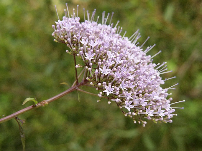 Trachelium caeruleum