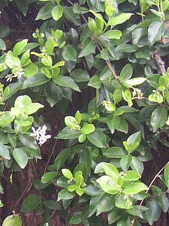 Trachelospermum jasminoides