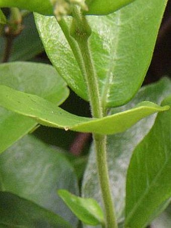 Trachelospermum jasminoides