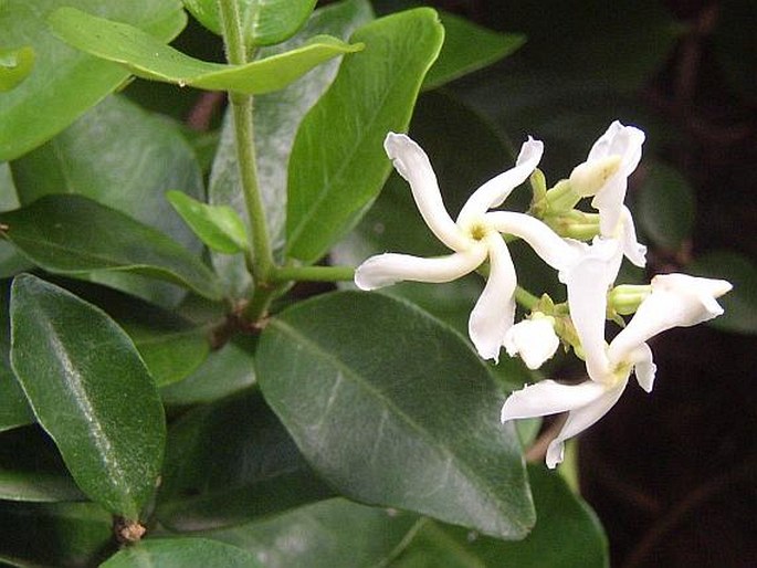 TRACHELOSPERMUM JASMINOIDES (Lindl.) Lem.