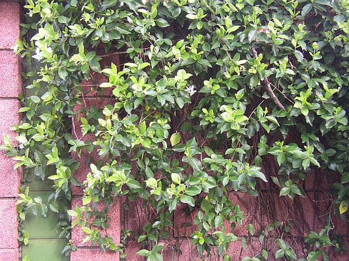 Trachelospermum jasminoides