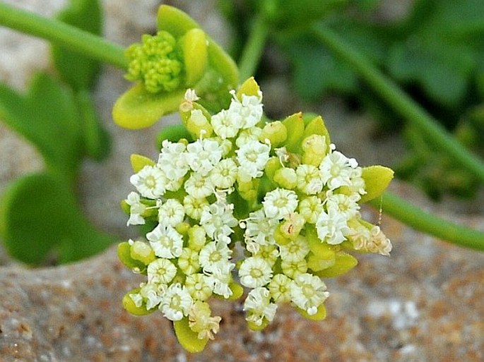 TRACHYSPERMUM PIMPINELLOIDES (Balf. f.) H. Wolff