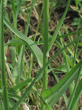 Tragopogon dubius