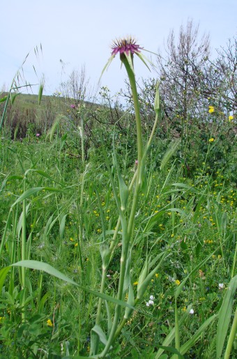 Tragopogon porrifolius subsp. australis