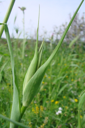 Tragopogon porrifolius subsp. australis