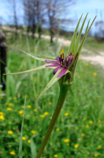 Tragopogon porrifolius subsp. australis