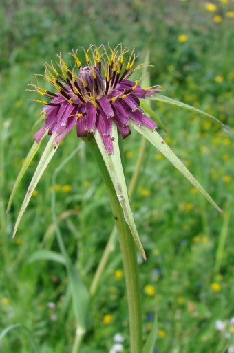 Tragopogon porrifolius subsp. australis