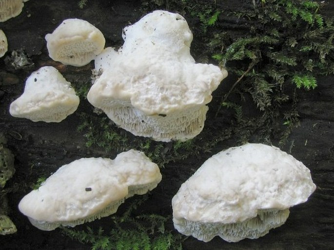 Trametes suaveolens