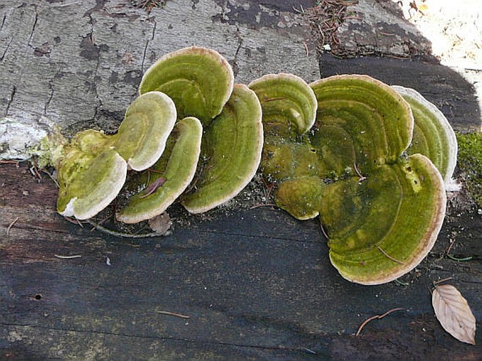 Trametes gibbosa