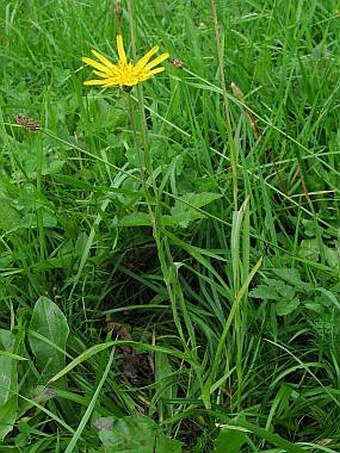 Tragopogon orientalis