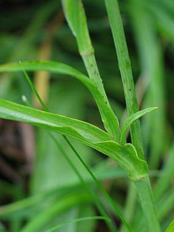 Tragopogon orientalis