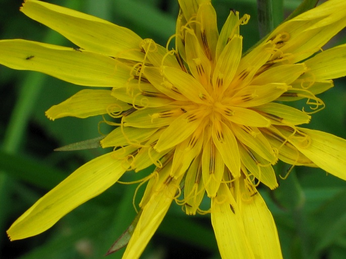 Tragopogon orientalis