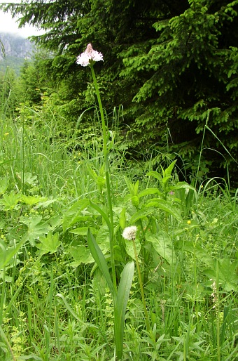 Traunsteinera globosa