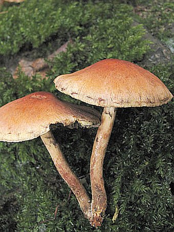 Hypholoma sublateritium