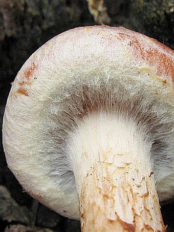 Hypholoma sublateritium