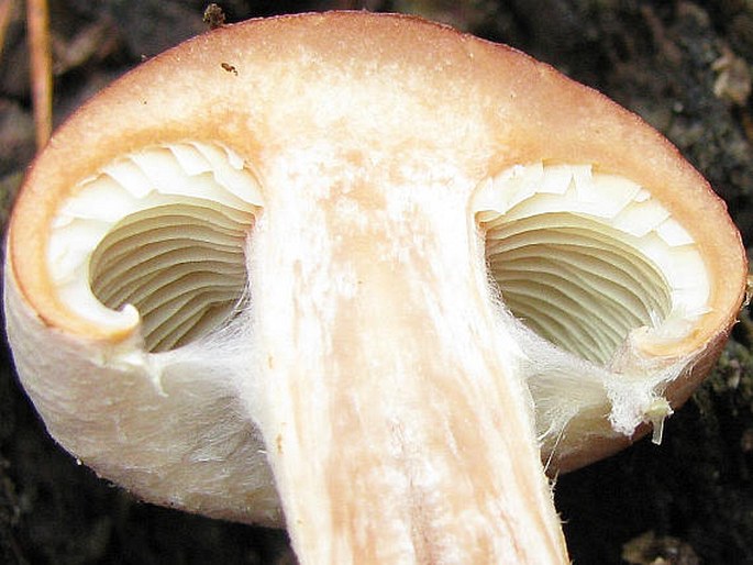 Hypholoma sublateritium