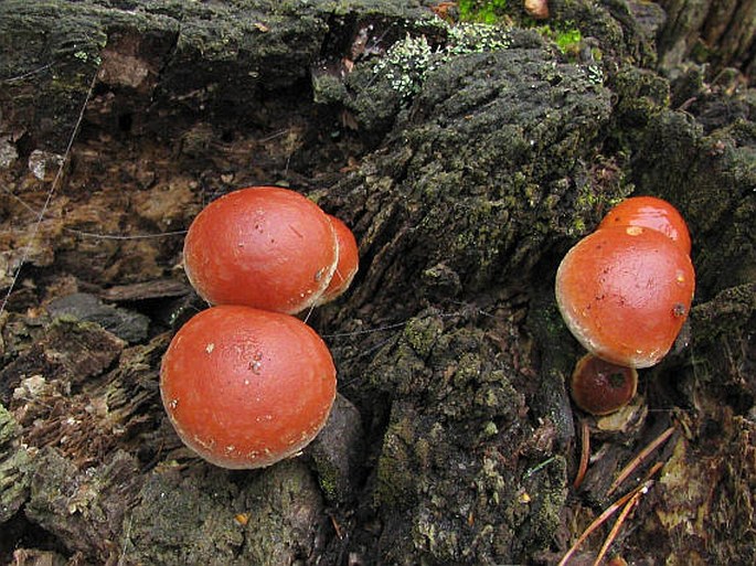 Hypholoma sublateritium