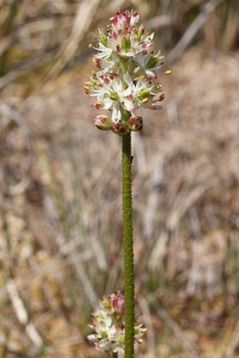 Triantha glutinosa