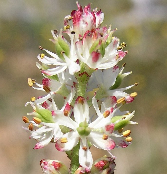 Triantha glutinosa