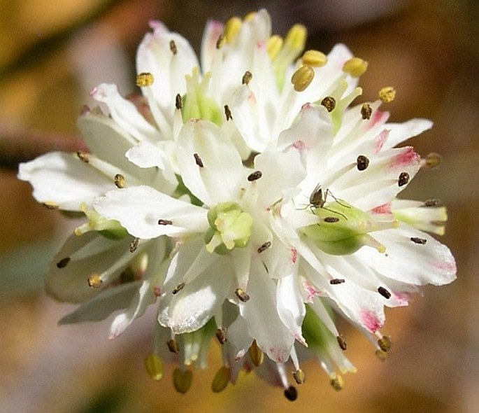 TRIANTHA GLUTINOSA (Michx.) Baker