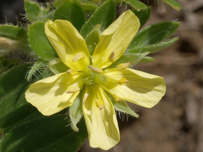 Tribulus cistoides