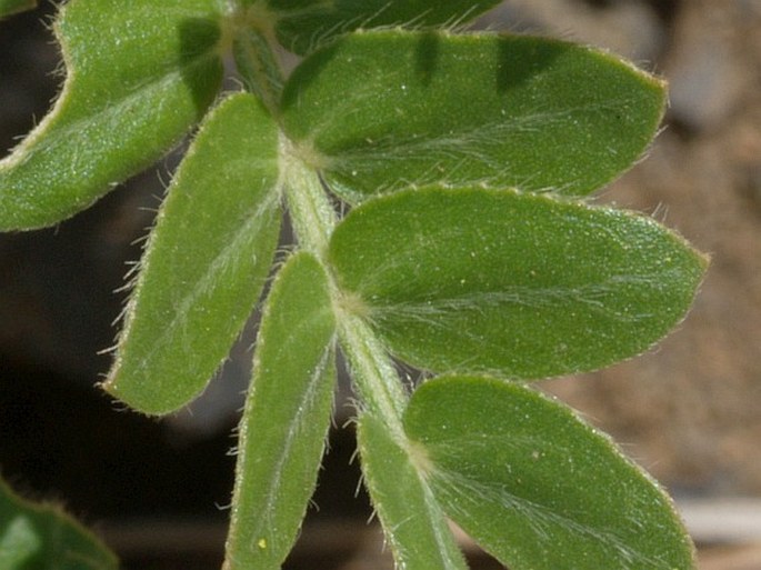 Tribulus cistoides