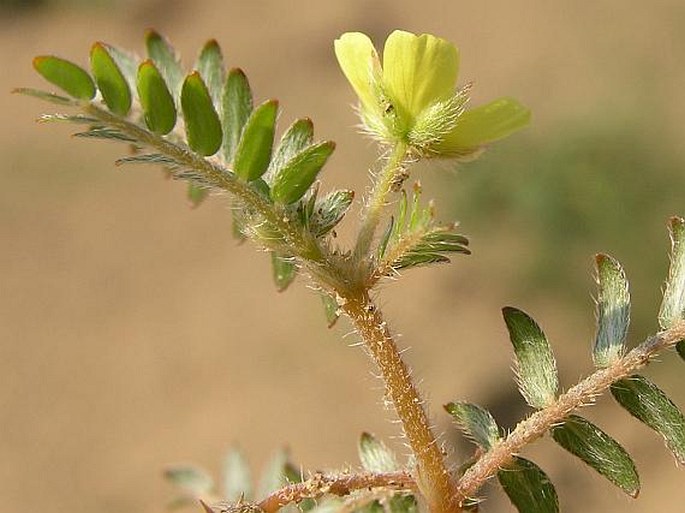 Tribulus terrestris