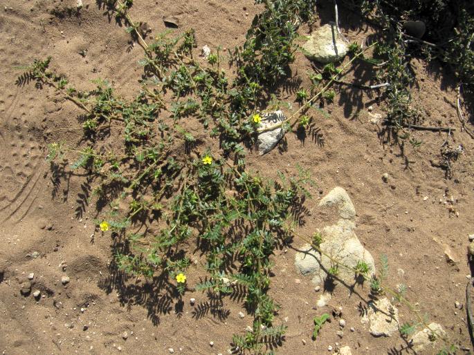 Tribulus terrestris