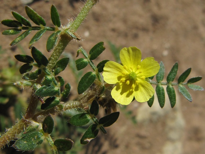 Tribulus terrestris