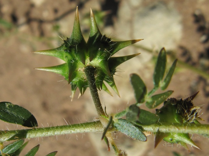 Tribulus terrestris