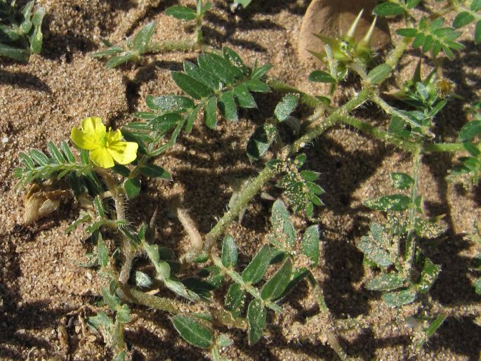 Tribulus terrestris