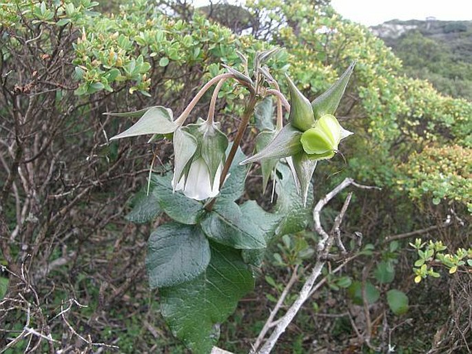 Trichodesma scottii